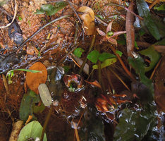 Barclaya longifolia, flower and ripe fruits, Takua Pa, Thailand