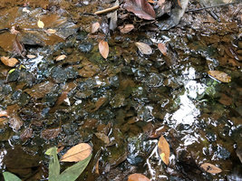 Barclaya kunstleri, dark brown leaves covered by muddy sediments thus totally cryptic among the dead fallen tree leaves in a relictual freshwater swamp forest, Bukit Timah, Singapore