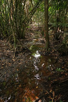 Barclaya kunstleri in a shallow black water forest stream overshaded by the palm Eleiodoxa conferta, Bukit Timah, Singapore