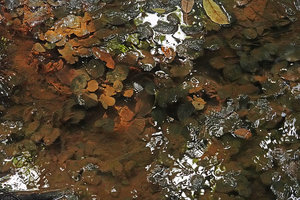Barclaya kunstleri perfectly growing in spite of the  thick muddy deposits on the leaves, blocking most of the low light intensity, Bukit Timah, Singapore