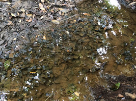 Barclaya kunstleri, submerged in a black water shallow slow flowing stream of a relictual freshwater swamp forest, Bukit Timah, Singapore