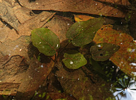 Barclaya kunstleri, thin leaved form with glabrous petioles, previously considered as B. kunstleri, in standing water among dead fallen tree leaves in a relictual freshwater swamp forest, Bukit Timah, Singapore
