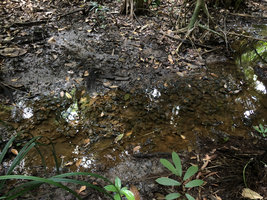 Barclaya kunstleri, totally cryptic, submerged in a black water shallow stream of a relictual freshwater swamp forest, Bukit Timah, Singapore