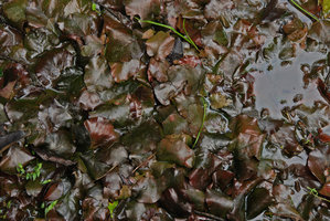 Barclaya mottleyi, Johore, Malaysia