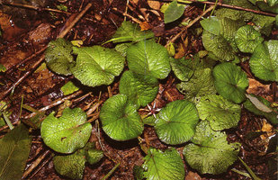 Barclaya rugosa growing emersed, Temerloh, Malaysia