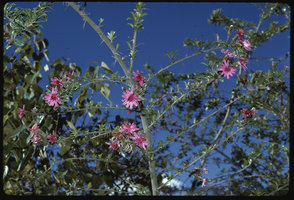 Barnadesia sp., Papallacta, Ecuador