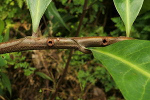 Barteria fistulosa, entrance holes in ant domatia of hollow lateral branches, Campo, Cameroun