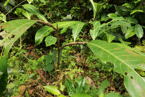Barteria fistulosa, hollow stems of lateral branches creating ant domatia, Campo, Cameroun