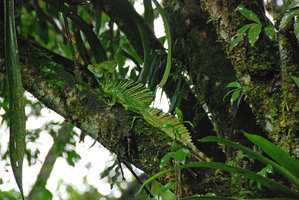 Basiliscus plumifrons, La Selva, Costa Rica