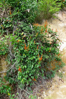 Bauhinia cardinalis in rocky habitat, Mont San Nha Trang Vietnam, photo by Olivier Colin