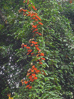 Bauhinia aureifolia, golden hairy bracteal leaves and white flowers, Royal Belum State Park, Perak, Malaysia