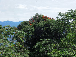 Bauhinia aureifolia in rainforest canopy, Jeli, Kelantan, Malaysia