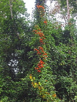 Bauhinia aureifolia in rainforest canopy, Royal Belum State Park, Perak, Malaysia