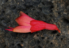 Bauhinia cardinalis, flower, Cat Tien NP, Vietnam