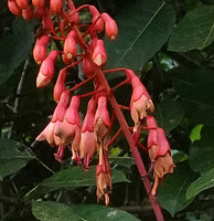 Bauhinia cardinalis, flowers, Cat Tien NP, Vietnam