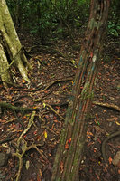 Bauhinia cardinalis, old liana stem and fallen flowers, Cat Tien NP, Vietnam