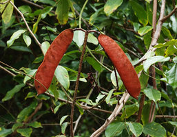 Bauhinia cardinalis, pods, Cat Tien NP, Vietnam