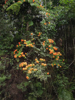 Bauhinia kockiana climbing on trees at forest edges, Cameron Highlands, Malaysia