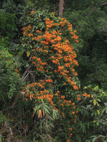 Bauhinia kockiana in full bloom on trees at forest edges around 800m elevation, Kelantan, Malaysia