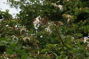 Bauhinia petersiana, flowering branches, Katavi NP, Tanzania