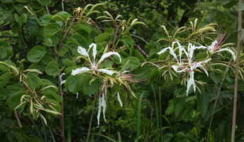 Bauhinia petersiana, flowers at anthesis and numerous flower buds, Katavi NP, Tanzania
