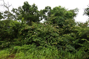 Bauhinia petersiana in savanna woodland, Katavi NP, Tanzania
