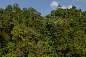 Bauhinia pottsii as a big liana climbing up to the top of the highest forest trees, Khao Sok NP, Thailand