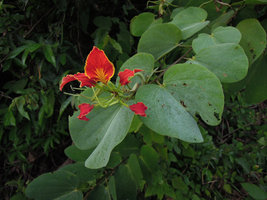 Bauhinia pottsii flower close-up, Khura Buri, Thailand