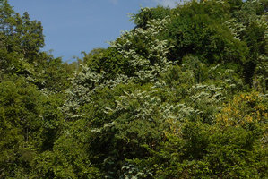Bauhinia pottsii in forest canopy, plagiotropic free standing ending stems displaying the silvery white bracteal leaves, Khao Sok NP, Thailand