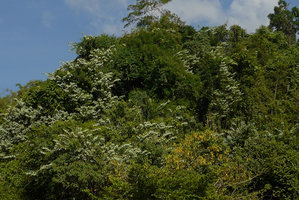 Bauhinia pottsii in forest canopy with its plagiotropic free standing ending stems displaying the silvery white bracteal leaves, Khao Sok NP, Thailand