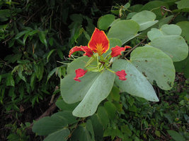 Bauhinia pottsii, white bracteal leaves and vermillion flower, Khura Buri, Thailand