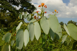 Bauhinia pottsii with silvery white bracteal leaves and orange flowers, Takua Pa, Phang Nga, Thailand