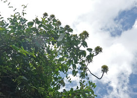 Bauhinia pulla flowering at the crown surface of small trees, Nui Chua NP, Vietnam