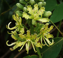 Bauhinia pulla, flowers, Nui Chua NP, Vietnam
