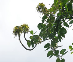Bauhinia pulla, long lasting inflorescences at the top of small supporting trees, Nui Chua NP, Vietnam