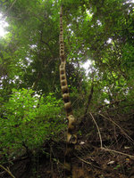 Bauhinia scandens, front view, Khao Yai NP, Thailand