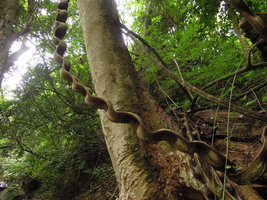 Bauhinia scandens, lower part of the liana, Khao Yai NP, Thailand