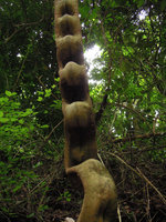 Bauhinia scandens, stem structure, Khao Yai NP, Thailand