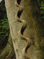 Bauhinia scandens, zigzaging stem, Khao Yai NP, Thailand
