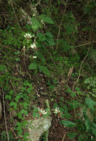 Bauhinia similis flowering on short almost leafless stems in forest understory, Nui Chua NP, Vietnam