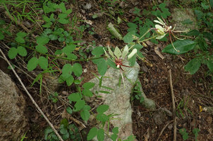 Bauhinia similis, flowering stem, Nui Chua NP, Vietnam