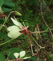 Bauhinia similis, flower, Nui Chua NP, Vietnam
