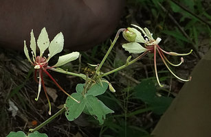 Bauhinia similis, flowers, Nui Chua NP, Vietnam