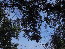 Bauhinia winitii, stems, small leaves and big seed pods, Ratchaburi, Thailand
