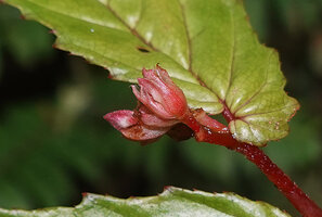 Begonia arfakensis, young inflorescence still protected by involucral bracts, strongly asymmetric leaf base, Kwau, 1500 m asl, Arfak Mts, West Papua