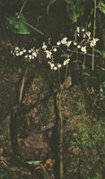 Begonia arrogans, two subterminal erect inflorescences on leafless stem, photo taken in 1985 by P. Blanc at La Merced, Junin,750 m asl, Peru