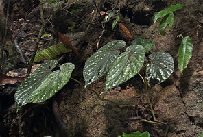 Begonia augustae, young erect individuals with silver blotched leaves, War Inkabom Waterfall, Batanta, West Papua