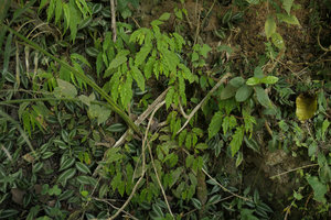 Begonia banaoensis and the invasive Zebrina pendula, El Nicho, Cienfuegos, Cuba