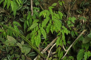 Begonia banaoensis, El Nicho, Cienfuegos, Cuba