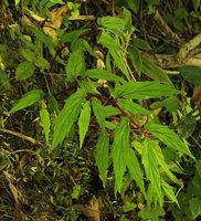 Begonia banaoensis, leaves, El Nicho, Cienfuegos, Cuba